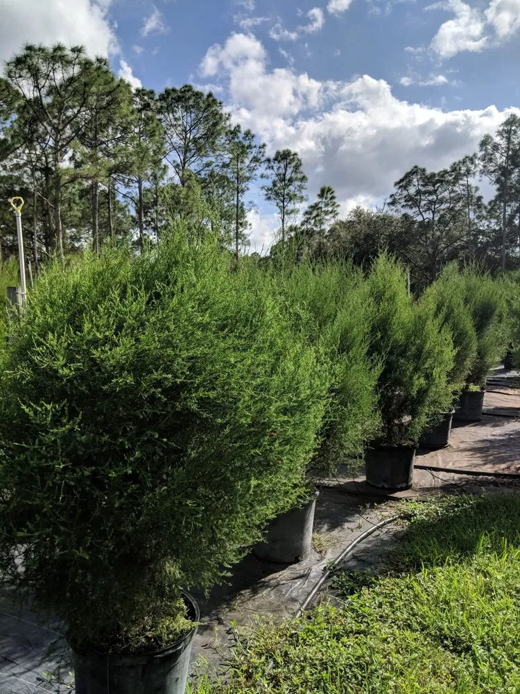 Expert lawn mowing service for outdoor upgrades in North Port, FL by Treemendous Tree and Nursery