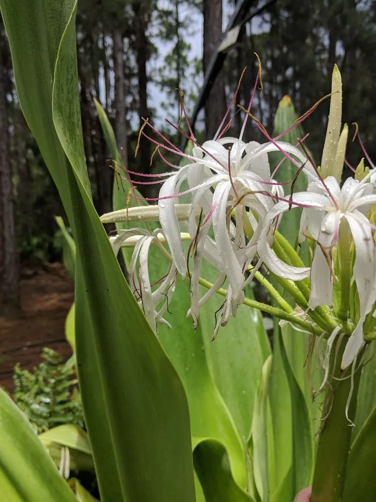 Affordable outdoor landscaping experts serving North Port, FL - Treemendous Tree and Nursery