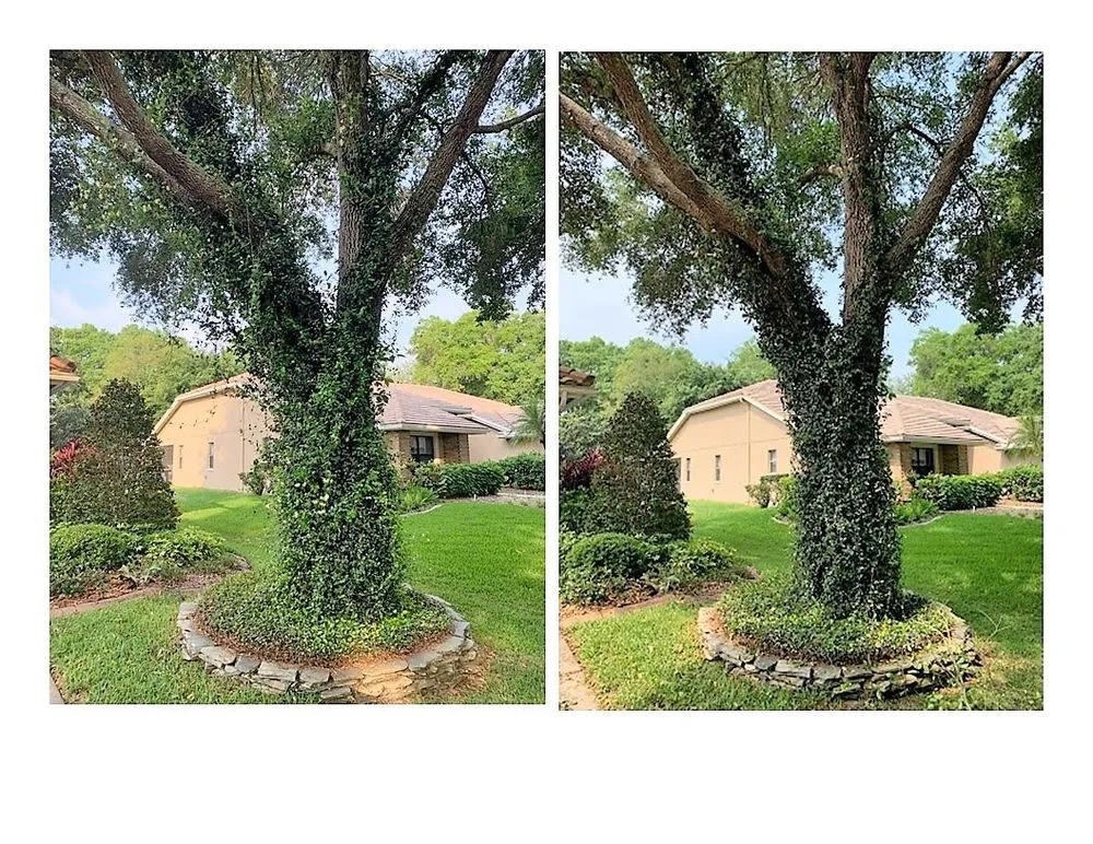 Expert landscape installation for homes across St. Petersburg, FL - Treeology Tree Service