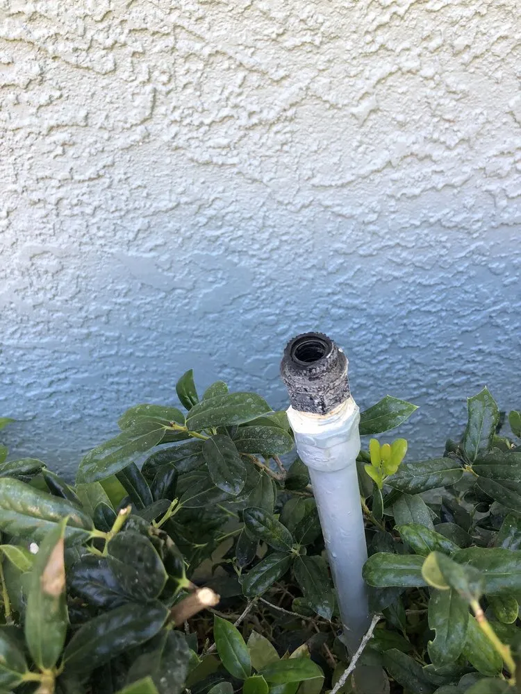 Custom yard maintenance in St. Petersburg, FL - Treeology Tree Service