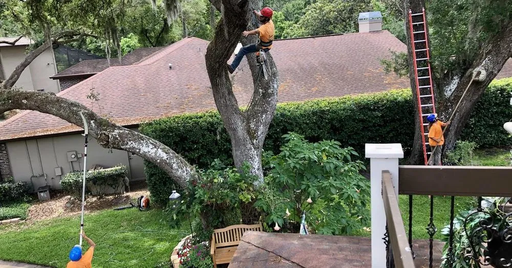 Reliable residential landscaping in St. Petersburg, FL by Treeology Tree Service