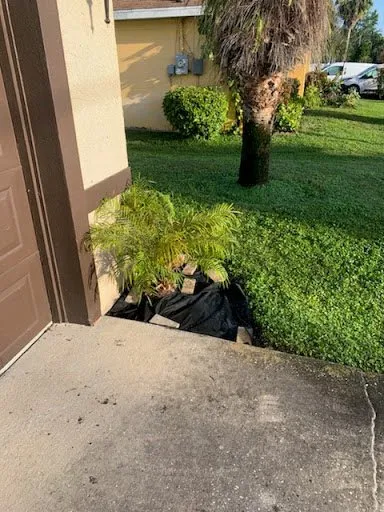 Trusted yard cleanup service experts serving St. Petersburg, FL - Treeology Tree Service