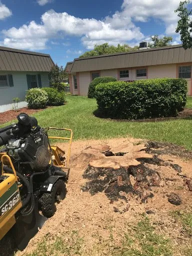 Expert landscaping services experts serving St. Petersburg, FL - Treeology Tree Service