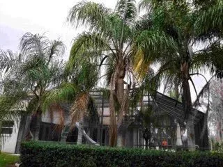 Professional yard cleanup service for year-round maintenance in St. Petersburg, FL by Treeology Tree Service