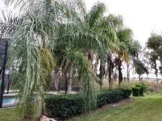 Expert residential landscaping experts serving St. Petersburg, FL - Treeology Tree Service