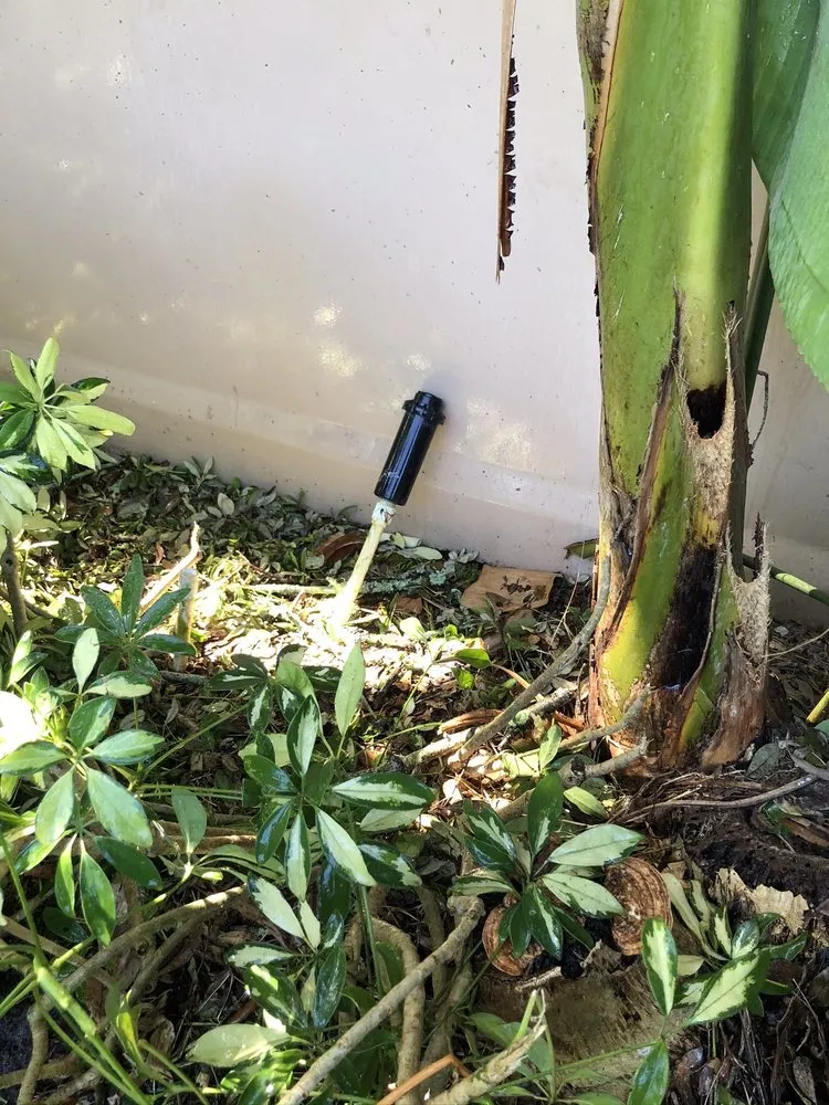 Local yard cleanup service experts serving St. Petersburg, FL - Treeology Tree Service