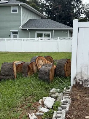 Treeology Tree Service Logo