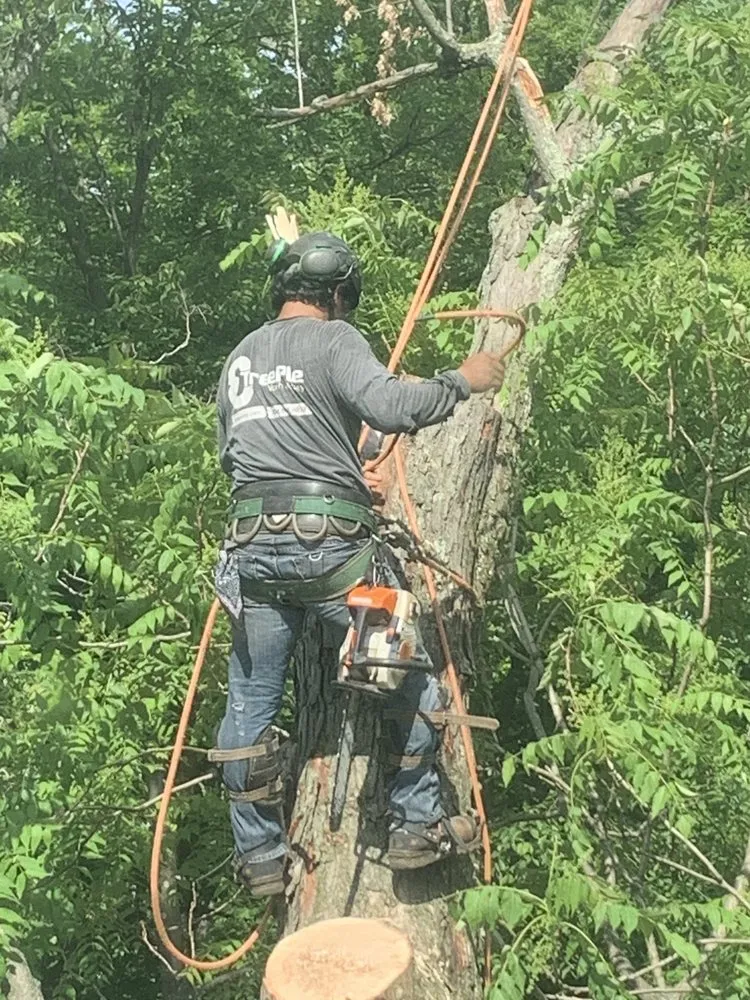 Professional lawn mowing service in Clifton, NJ - Treeple Tree Services