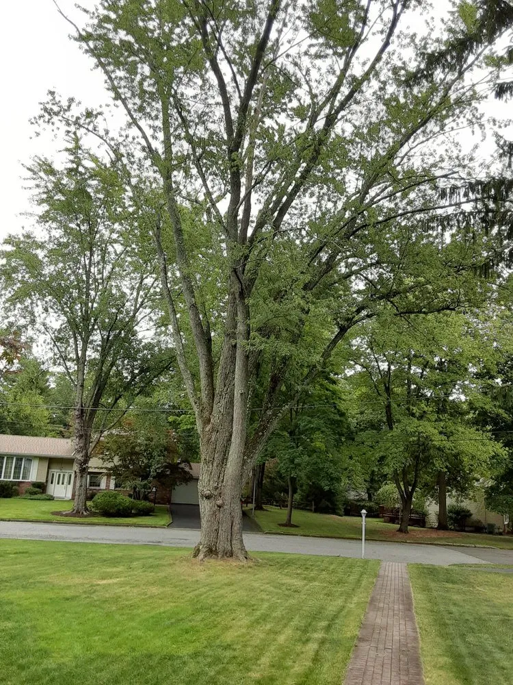 Expert lawn care service in Clifton, NJ - Treeple Tree Services