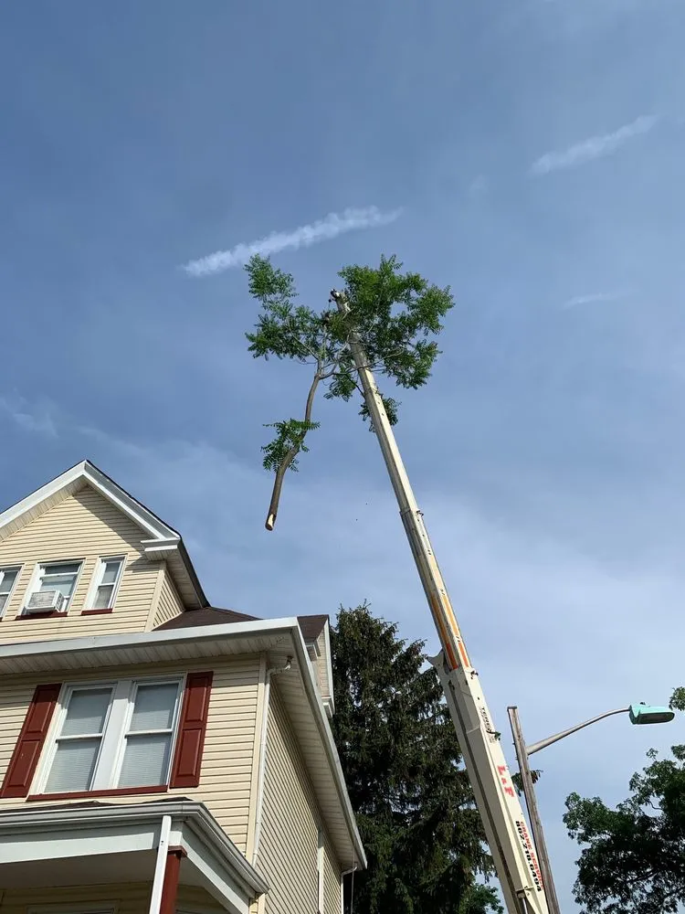 Custom yard cleanup service for residential properties across Clifton, NJ - Treeple Tree Services