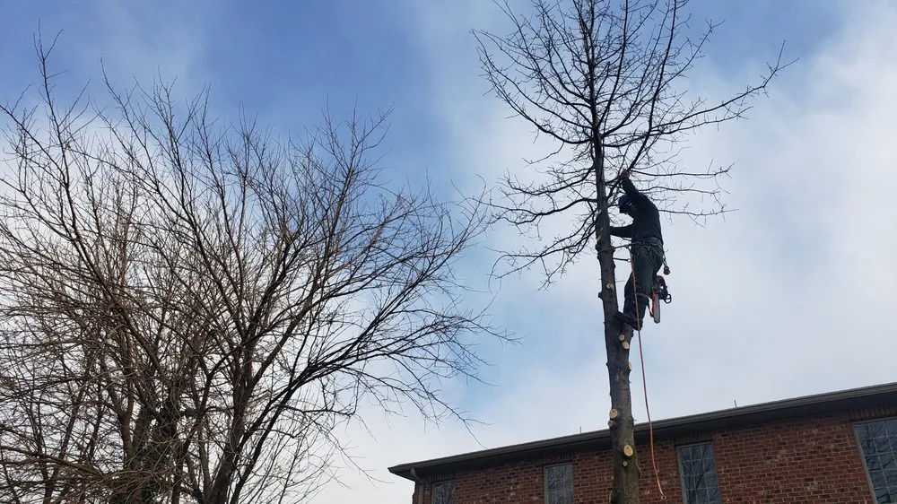 Affordable landscape design near you across Clifton, NJ - Treeple Tree Services