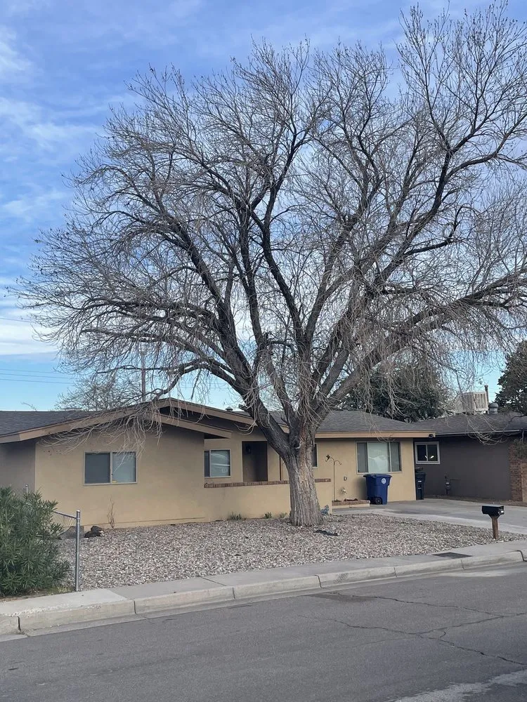 Trusted yard maintenance experts serving Albuquerque, NM - TreePros