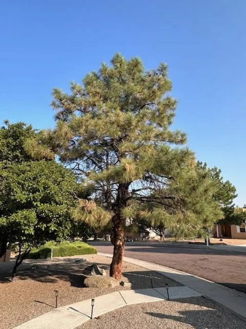 Trusted landscape installation in Albuquerque, NM - TreePros