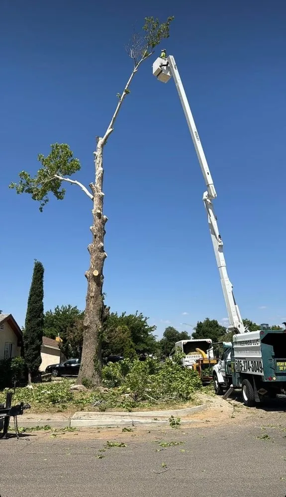 Local landscaping services for residential properties across Albuquerque, NM - TreePros