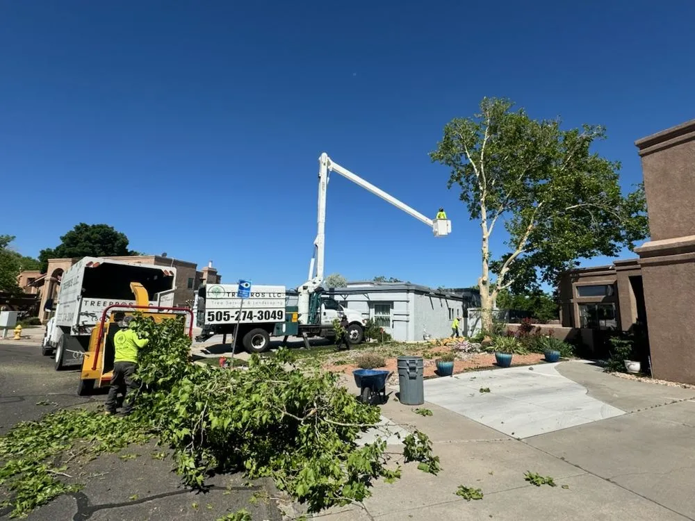 Local residential landscaping in Albuquerque, NM by TreePros