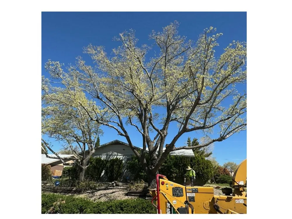 Reliable garden landscaping in Albuquerque, NM - TreePros