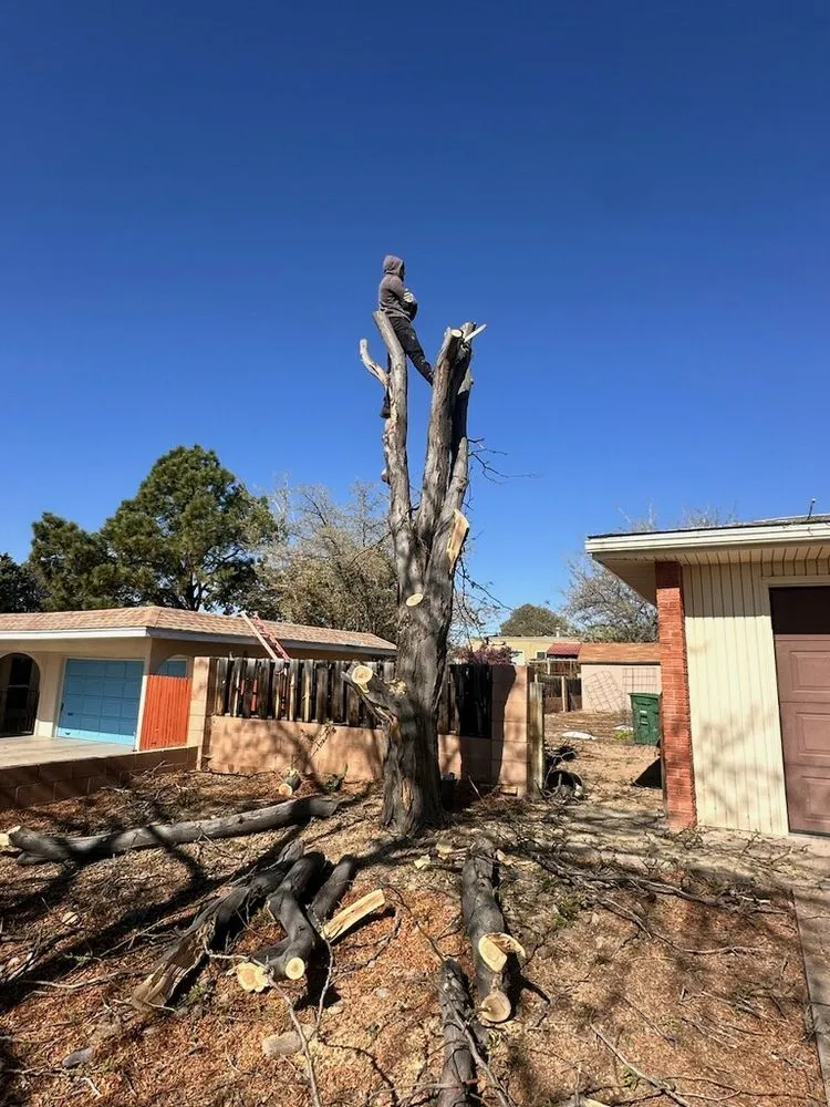 Affordable lawn mowing service experts serving Albuquerque, NM - TreePros