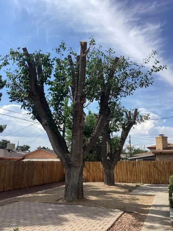 Professional landscape design in Albuquerque, NM - TreePros