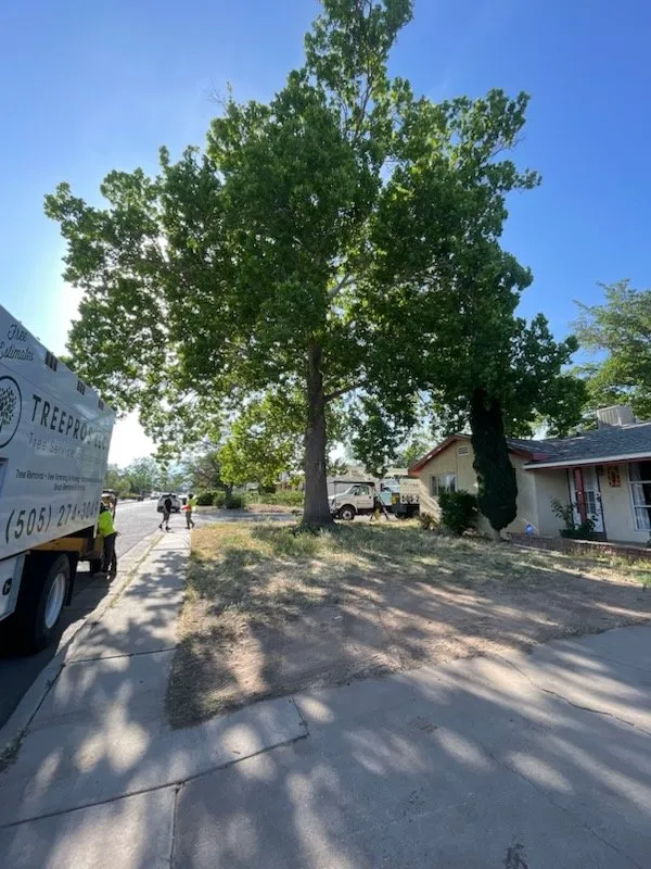 Professional lawn care service with custom design across Albuquerque, NM - TreePros