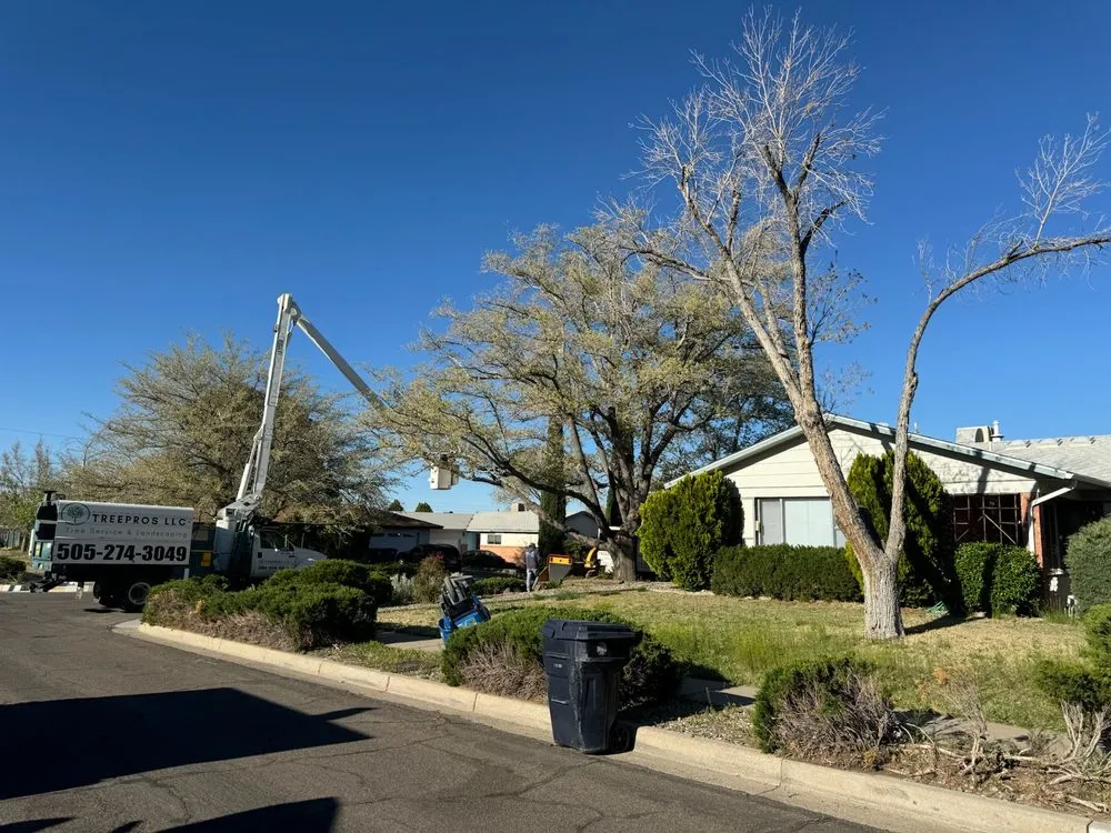 Local yard cleanup service experts serving Albuquerque, NM - TreePros