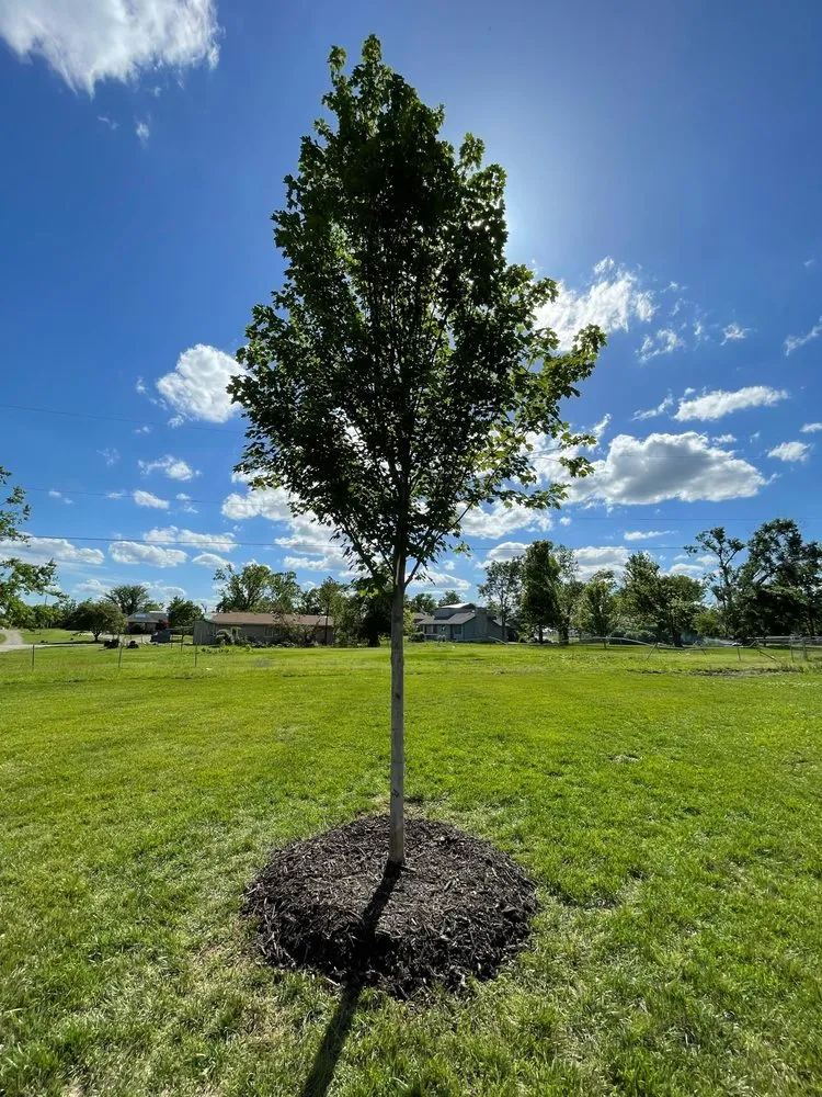 Expert landscape installation for residential properties across Andover, KS - TreeRific Landscaping