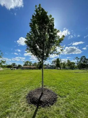 TreeRific Landscaping