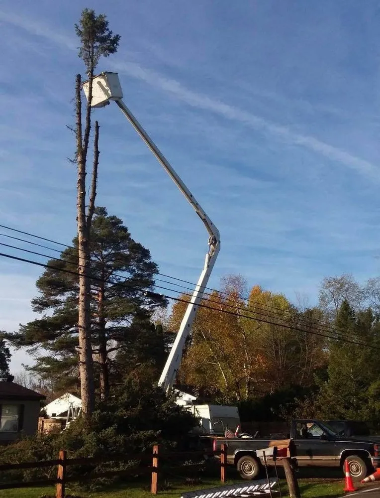 Expert landscape installation for outdoor upgrades across Leslie, MI - Trees & More