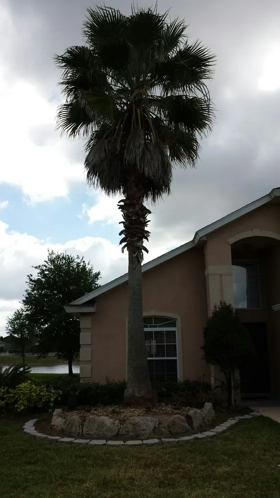 Top-rated residential landscaping in Palm Bay, FL by Trees 4 Life