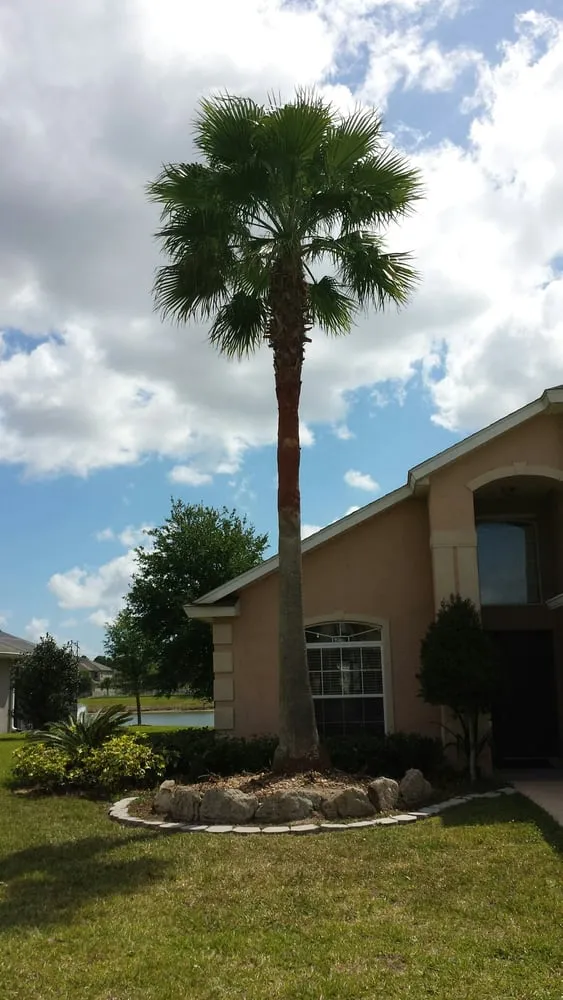 Expert lawn care service in Palm Bay, FL - Trees 4 Life
