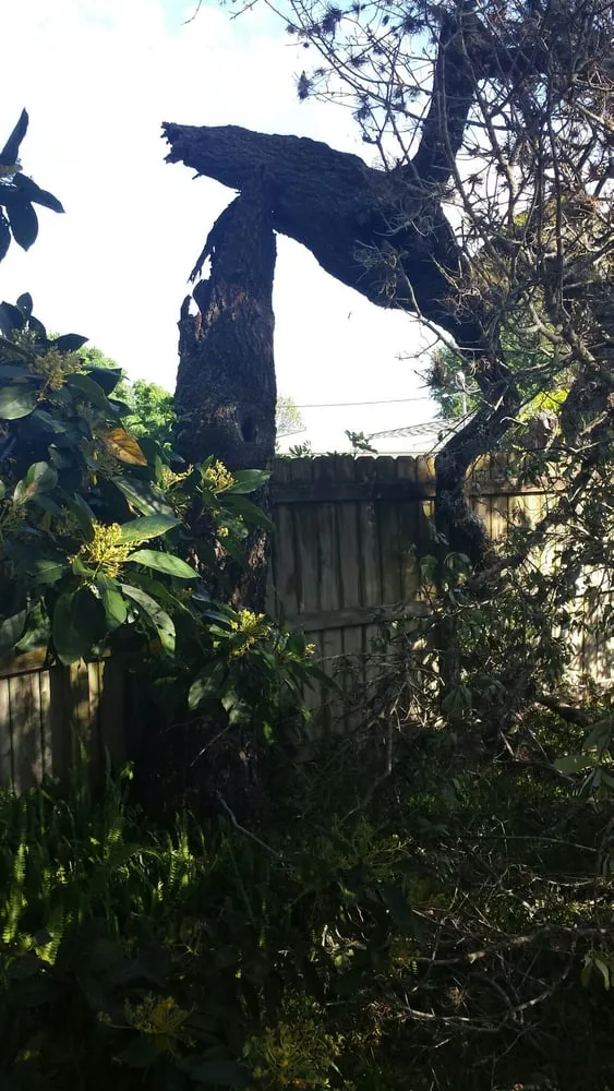 Custom yard maintenance in Palm Bay, FL - Trees 4 Life