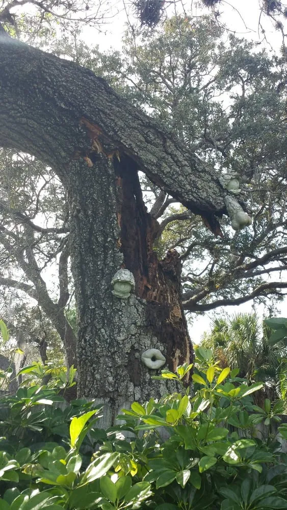 Expert yard maintenance in Palm Bay, FL - Trees 4 Life