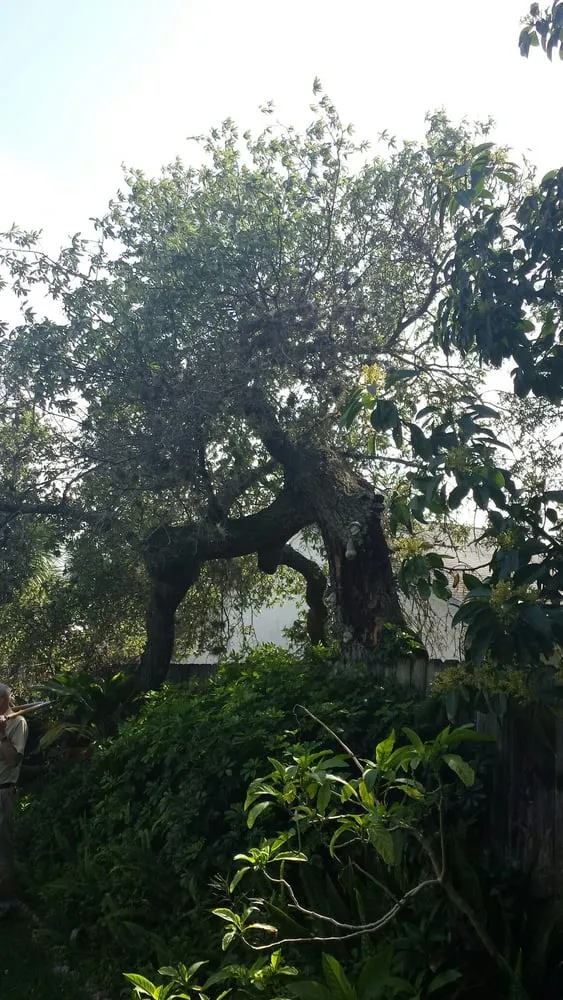 Top-rated yard maintenance in Palm Bay, FL by Trees 4 Life