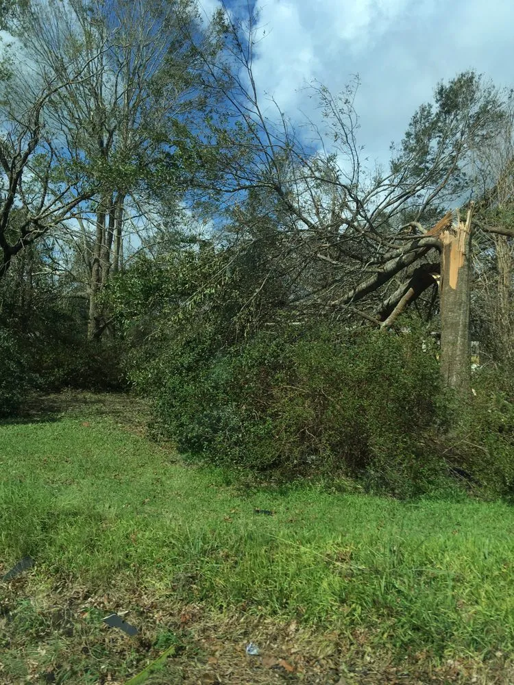 Professional lawn care service in Clarksburg, WV by Tree’s and Green’s