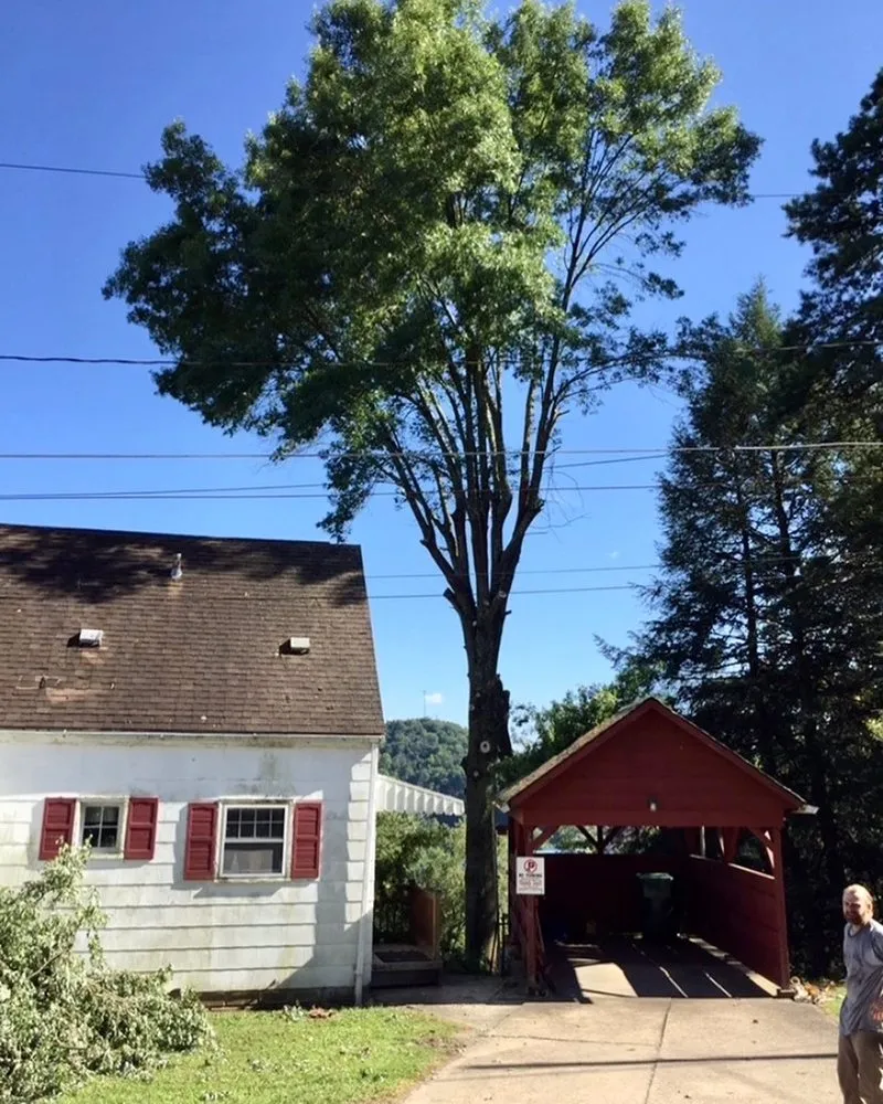 Local landscape design for residential properties in Clarksburg, WV by Tree’s and Green’s