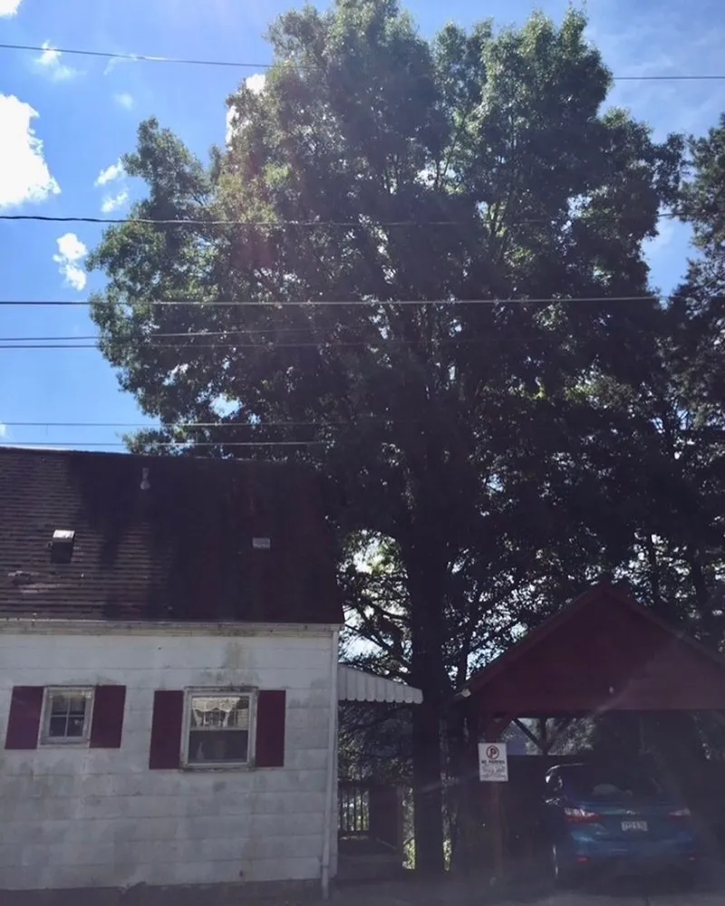 Expert lawn mowing service experts serving Clarksburg, WV - Tree’s and Green’s