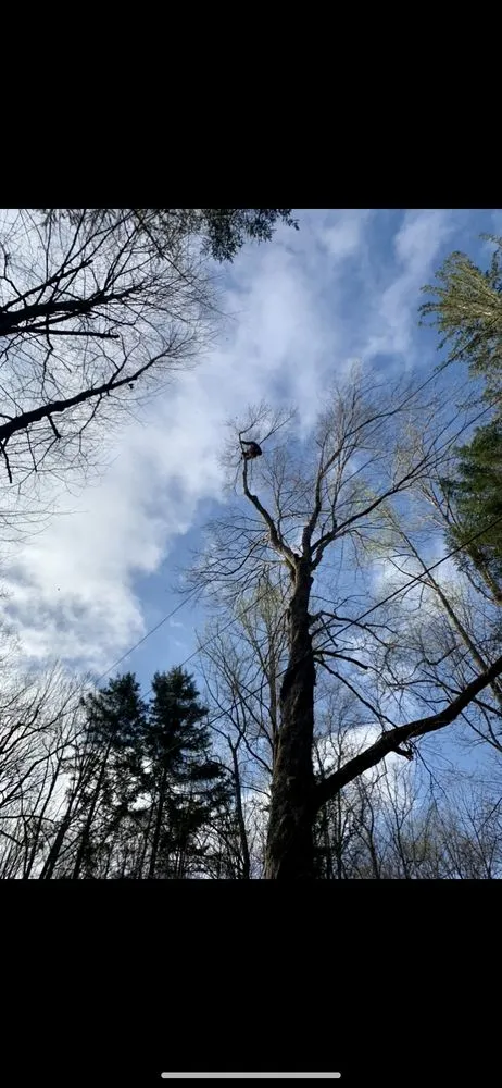 Affordable landscape design in Clarksburg, WV - Tree’s and Green’s