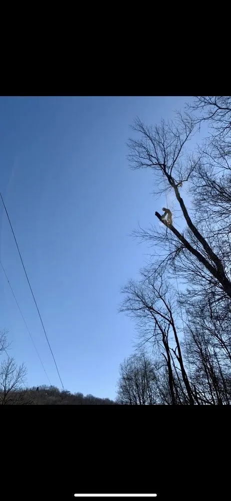 Local landscape design in Clarksburg, WV by Tree’s and Green’s