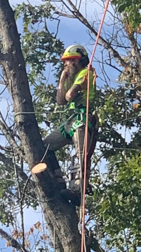 Affordable landscape design in Clarksburg, WV by Tree’s and Green’s