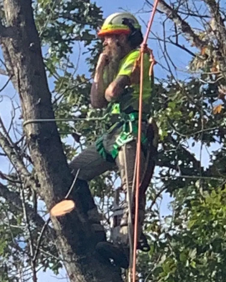 Trusted landscape installation experts serving Clarksburg, WV - Tree’s and Green’s