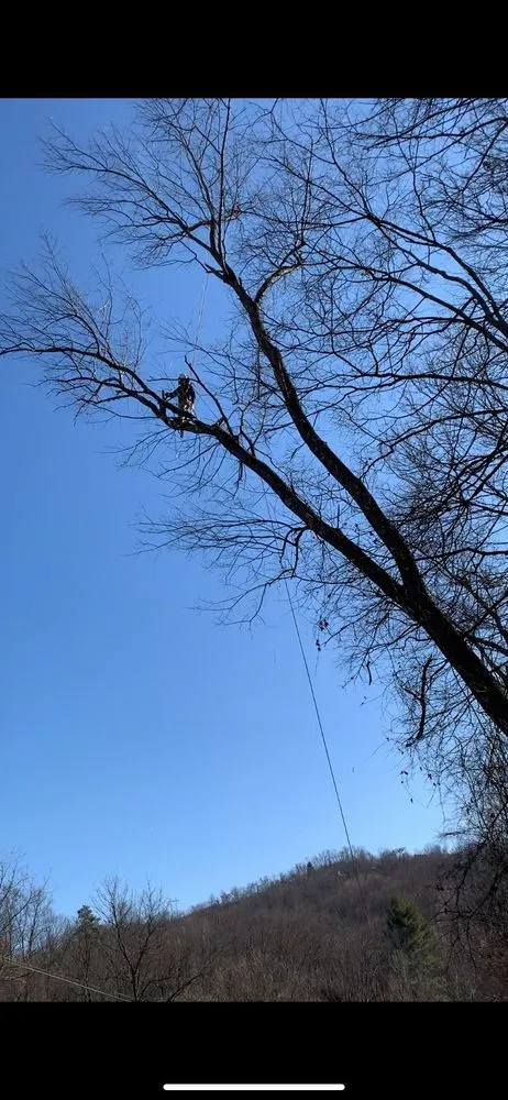 Local lawn care service for residential properties in Clarksburg, WV by Tree’s and Green’s