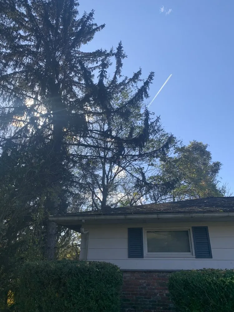 Top-rated lawn care service in Clarksburg, WV - Tree’s and Green’s