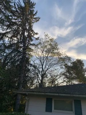 Tree’s and Green’s