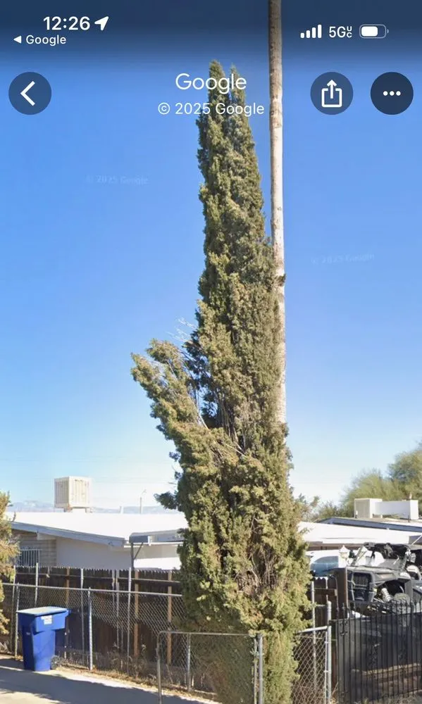 Affordable landscaping services in Tucson, AZ by Trees and Greens Yard Services