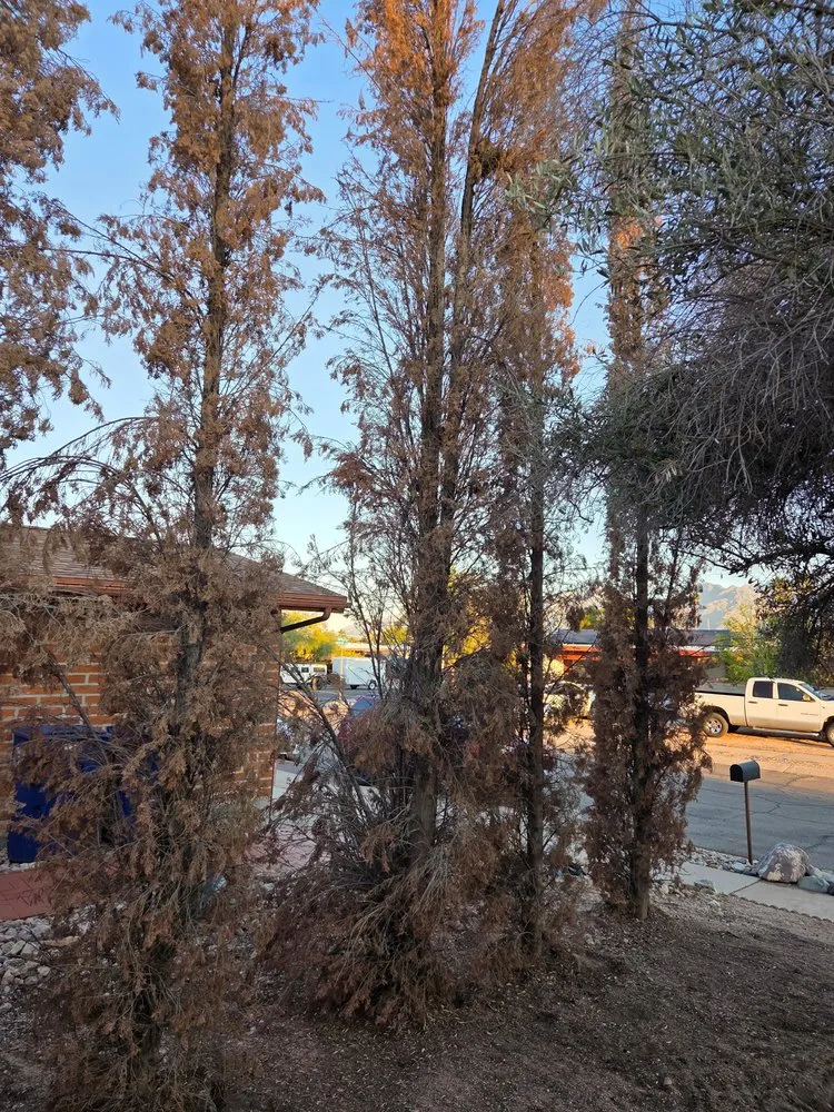 Custom lawn care service near you in Tucson, AZ by Trees and Greens Yard Services