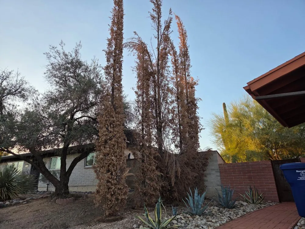 Trusted outdoor landscaping experts serving Tucson, AZ - Trees and Greens Yard Services