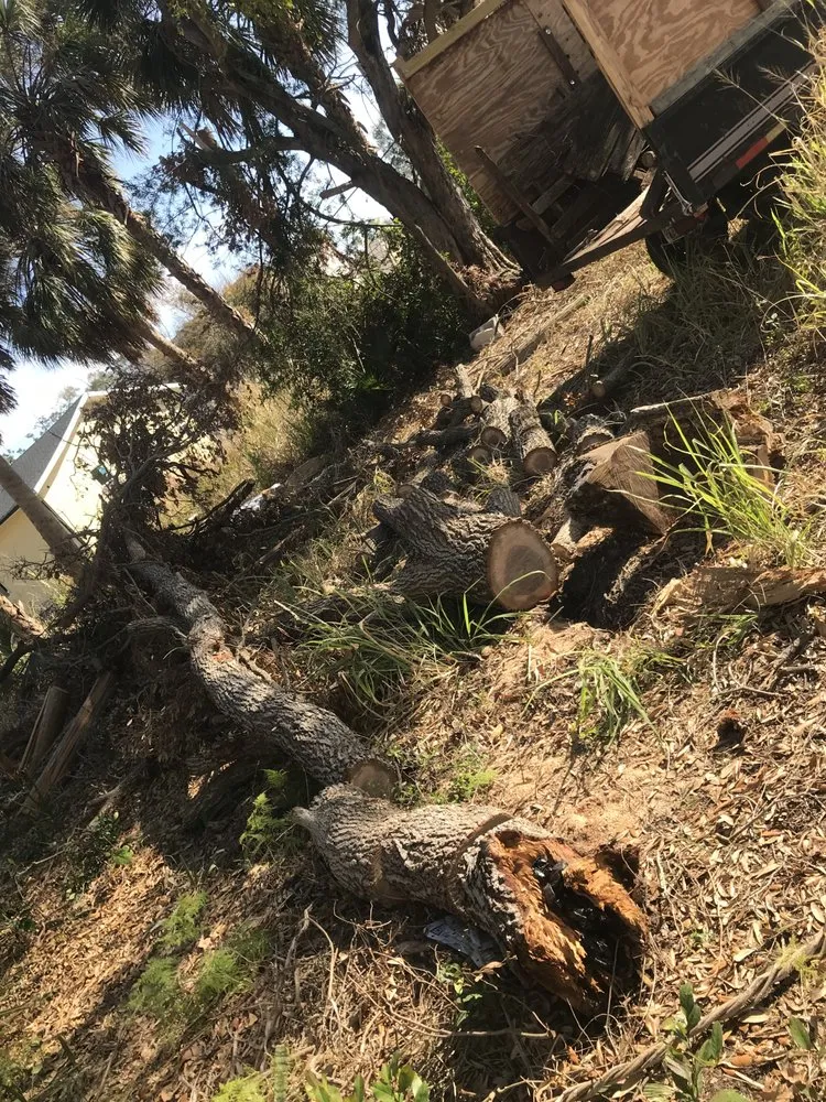 Expert outdoor landscaping in Tampa, FL by Trees and Junk