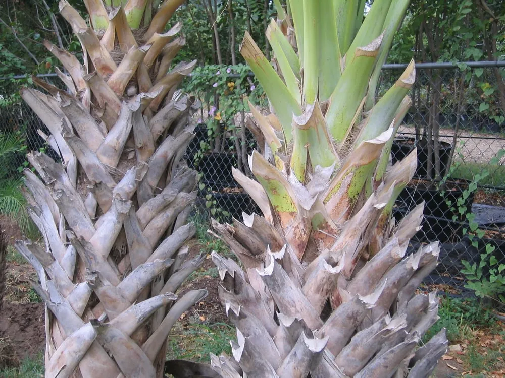 Affordable lawn mowing service experts serving Austin, TX - Trees and Palms