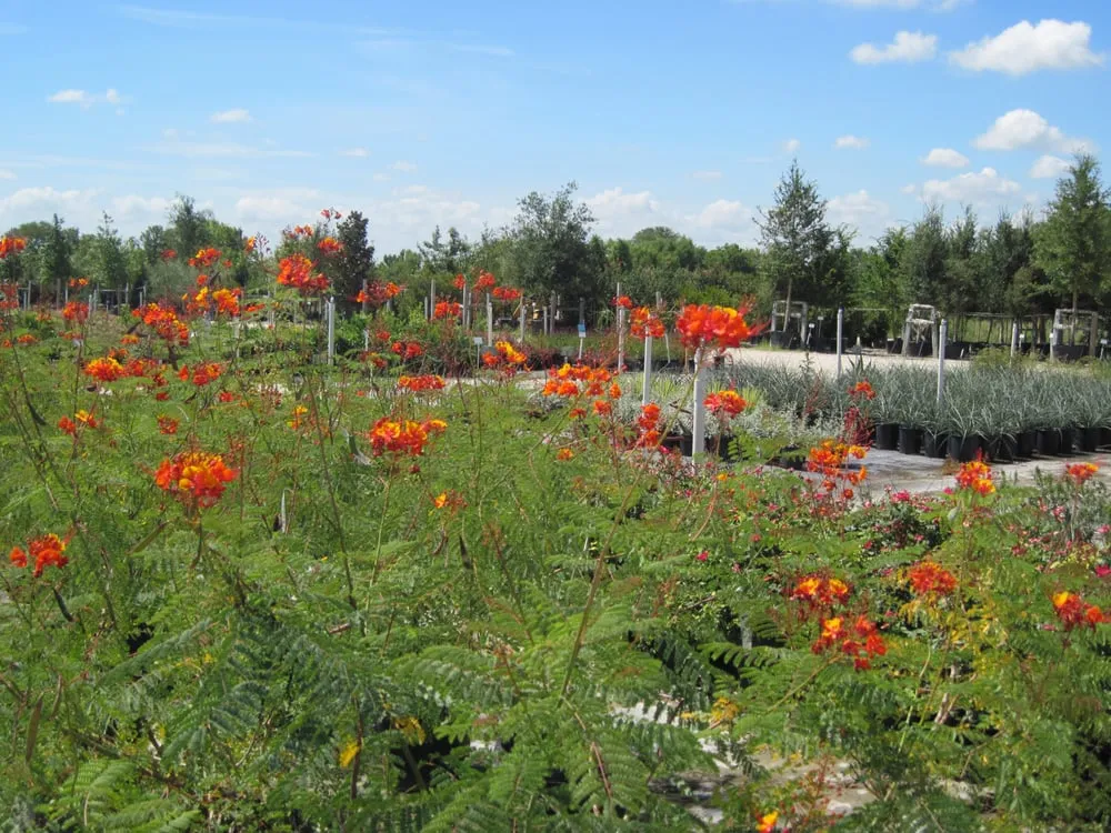 Trusted landscaping services for outdoor upgrades across Austin, TX - Trees and Palms