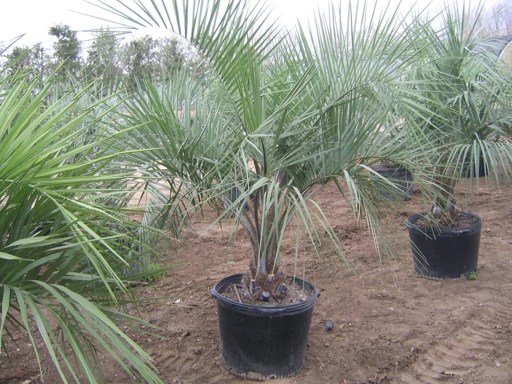 Affordable residential landscaping in Austin, TX - Trees and Palms