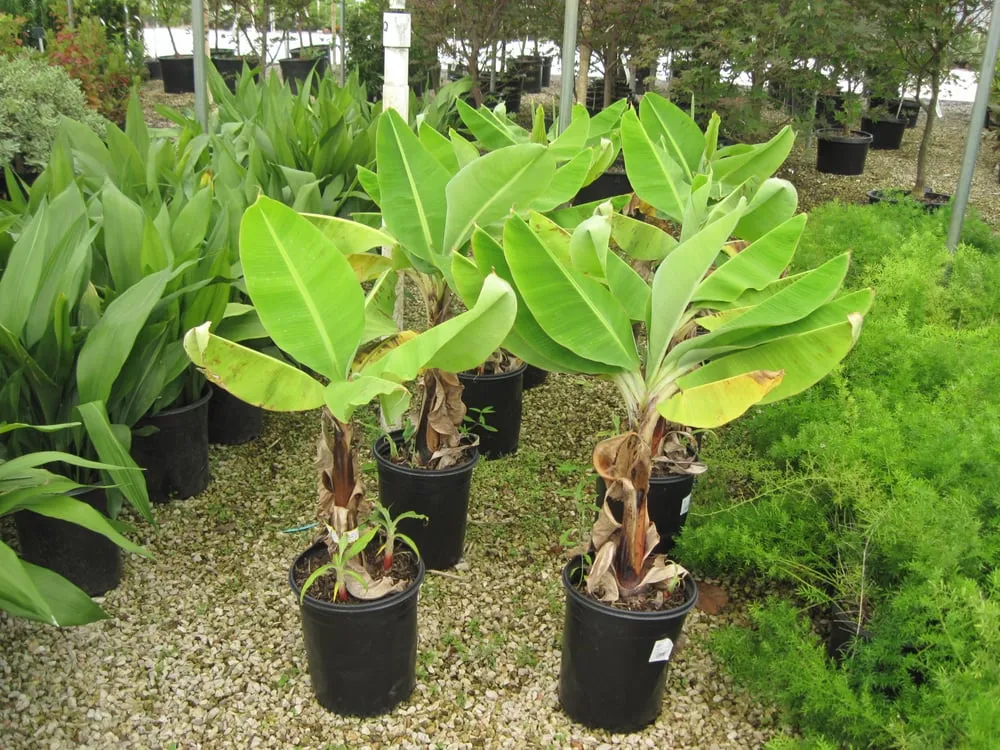 Trusted landscape installation in Austin, TX - Trees and Palms